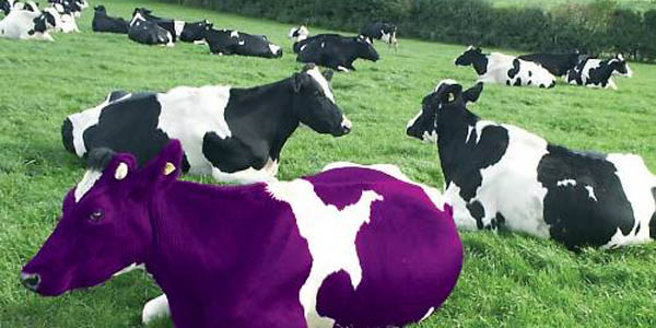 purple cow2 resized 600