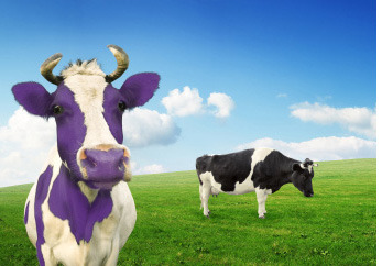 purple cow going indie.7 resized 600