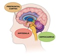 Blog Prefrontal Pic1