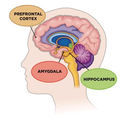 Blog Prefrontal Pic1